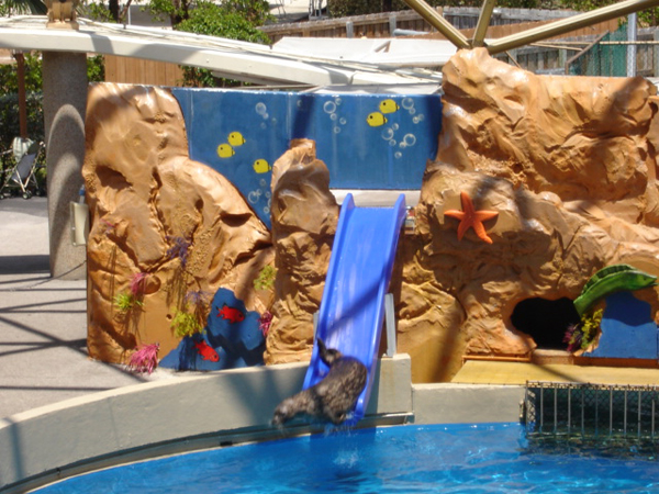 The seal loved the slide