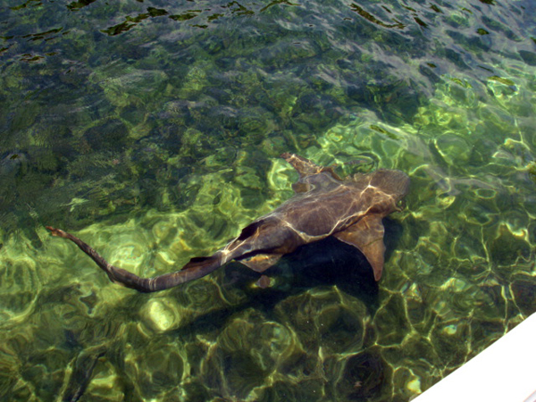 Shark at Miami Seaquarium