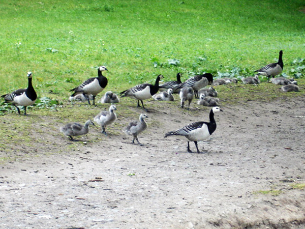 Geese heading toward the water