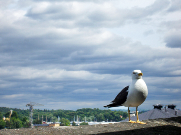 bird in Stockholm