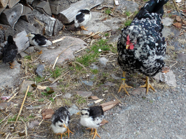 hen and chicks