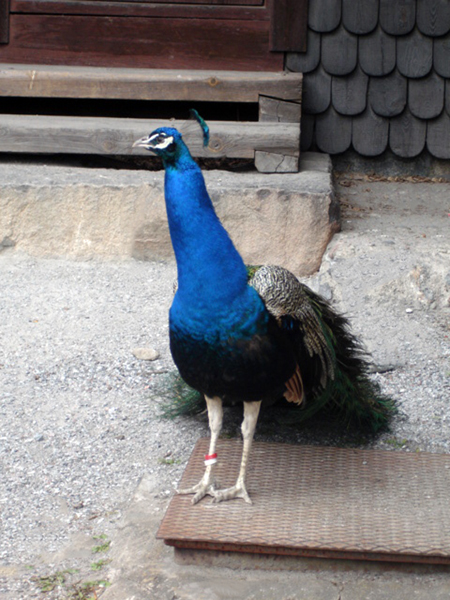 peacock