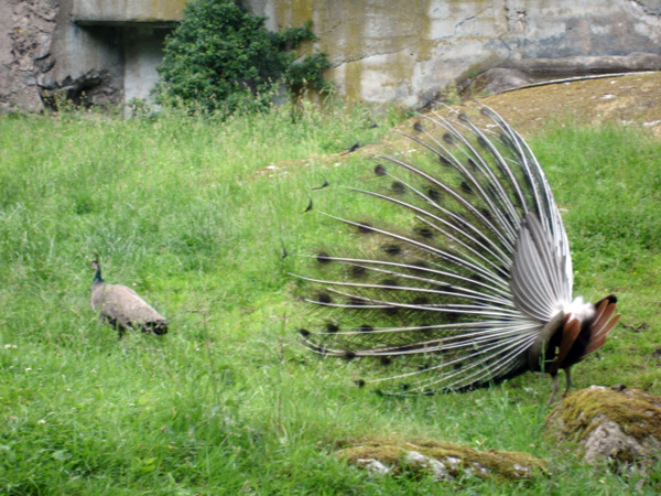 peacock and duck