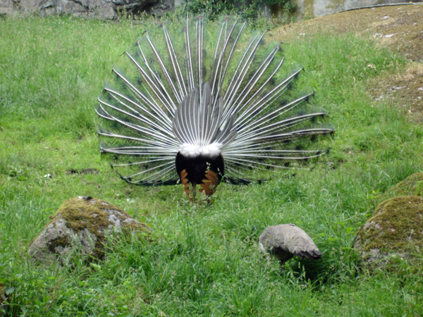 peacock