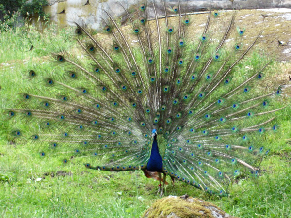 peacock