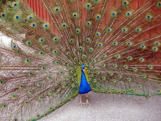 peacock