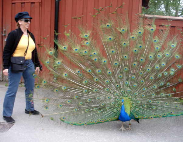 Karen Duquette played with the peacock