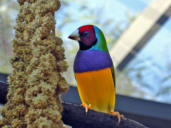 Lorikeet