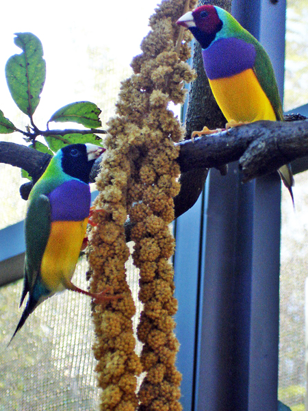 Lorikeets