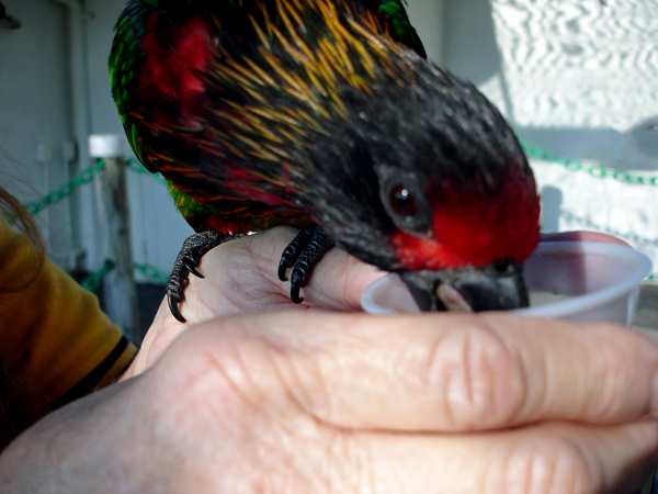 Karen Duquette holds and feeds the birds.