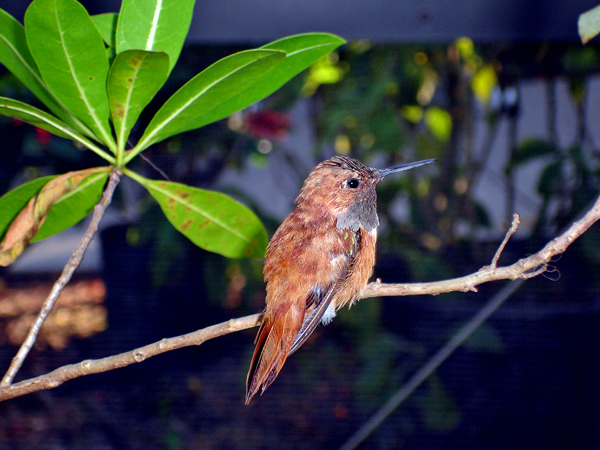 Hummingbird