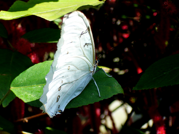 Butterfly at Butterfly World