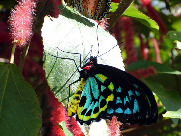 butterfly at Butterfly World