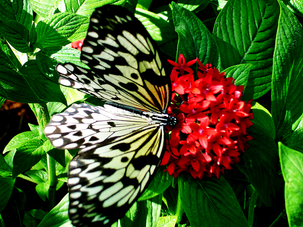  utterfly at Butterfly World