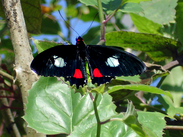 butterfly at Butterfly World