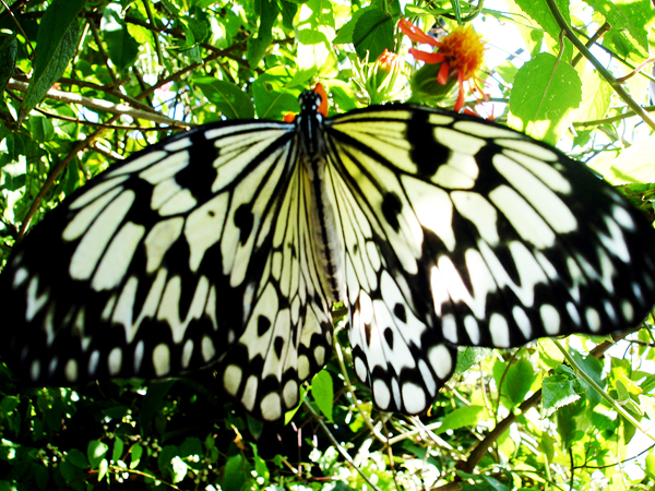 butterfly at Butterfly World