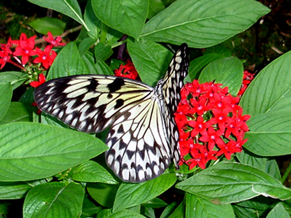 butterfly at Butterfly World