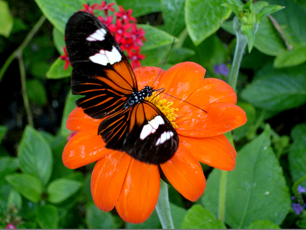 butterfly at Butterfly World