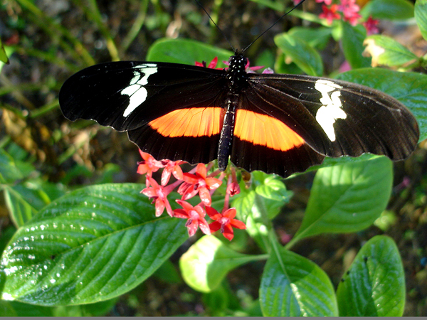 butterfly at Butterfly World