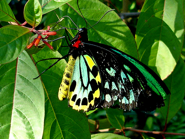 butterfly at Butterfly World