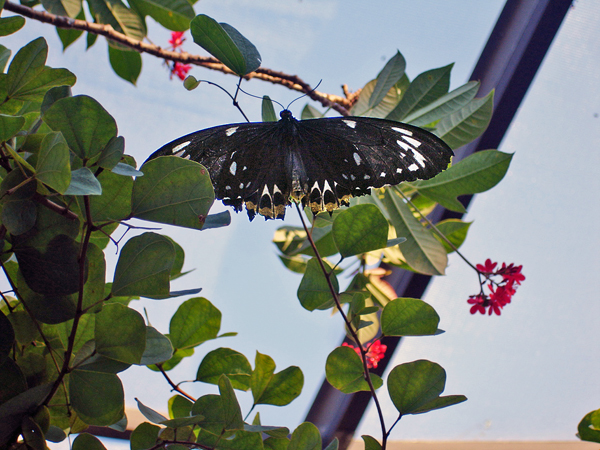 butterfly at Butterfly World