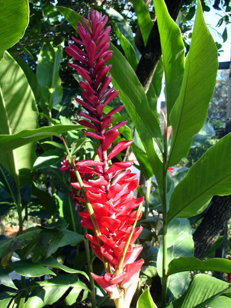 Flowers in Butterfly World