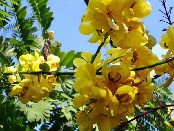 Flowers in Butterfly World