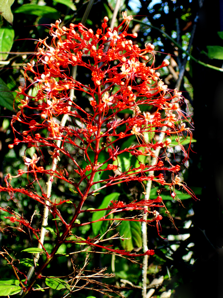 Flowers in Butterfly World