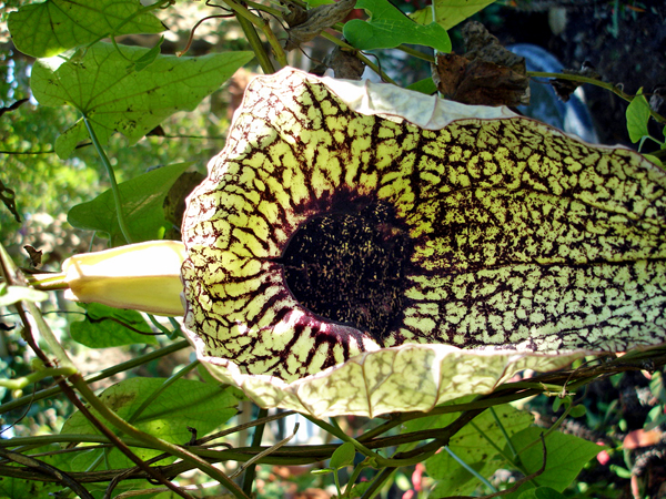 Flowers in Butterfly World