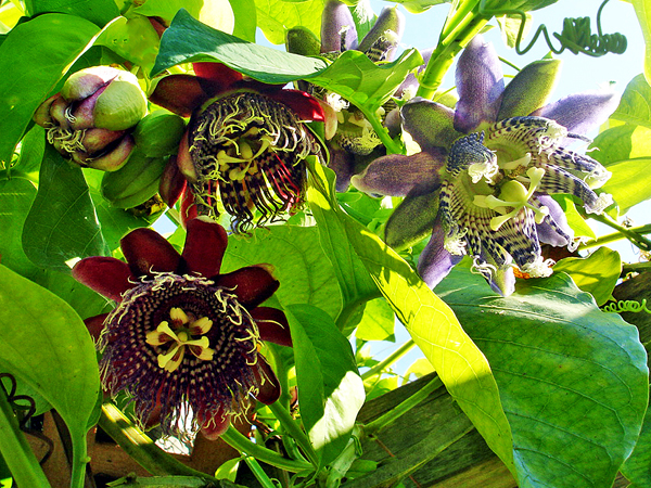 Flowers in Butterfly World