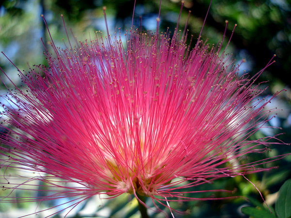 Flowers in Butterfly World