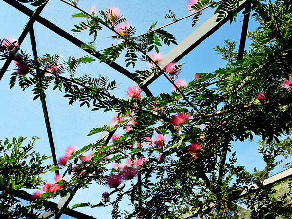 Flowers in Butterfly World