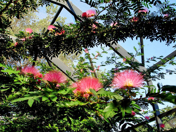 Flowers in Butterfly World