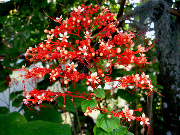 Flowers in Butterfly World