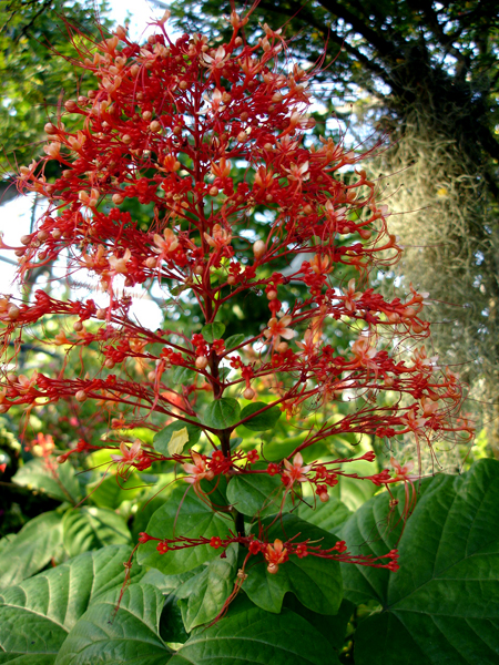 Flowers in Butterfly World