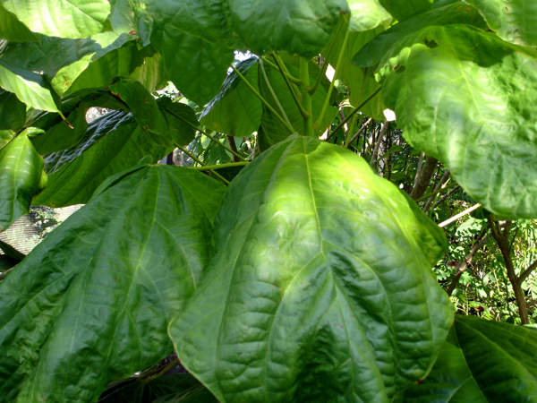 Chocolat tree leaves