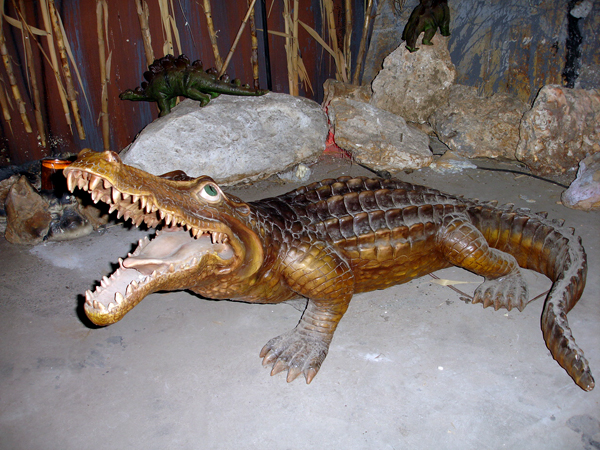 alligator