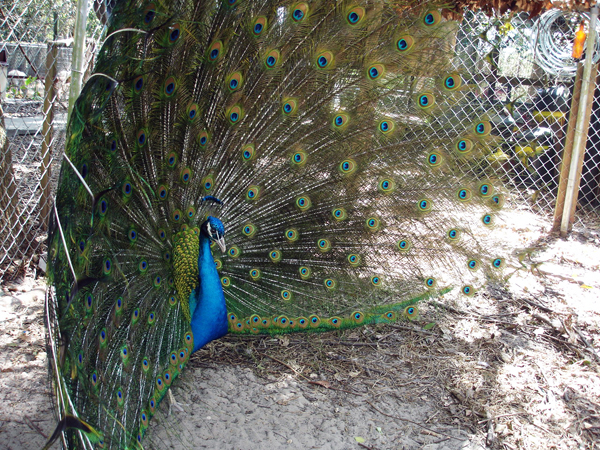 Peacock