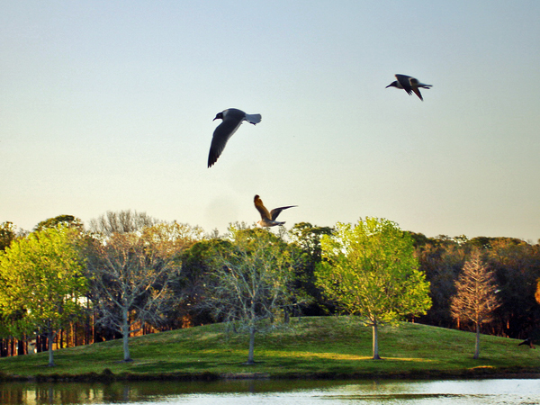 birds flying