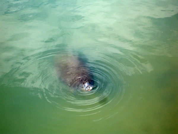 manatee