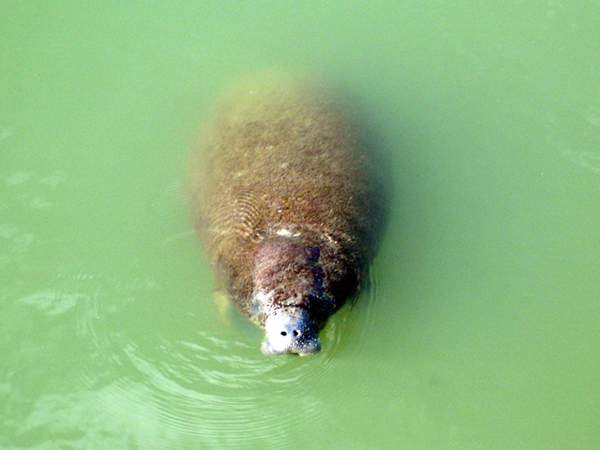 MANATEE