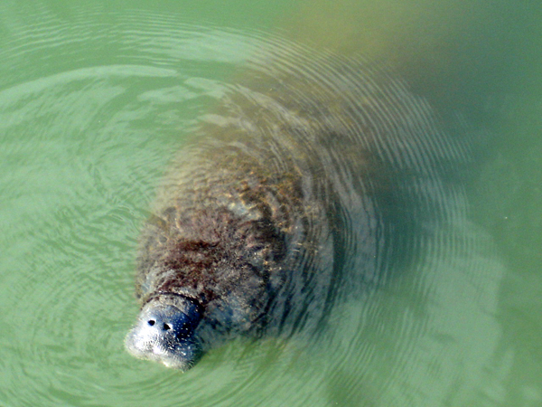 manatee