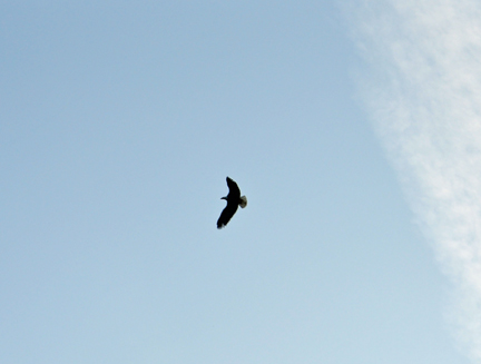 an eagle flying overhead