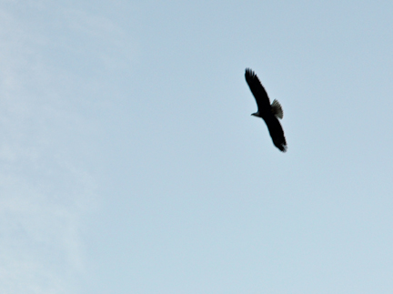 an eagle flying overhead