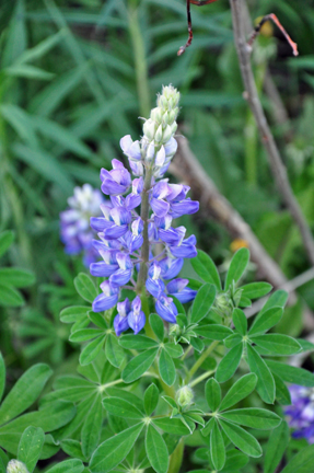 flowers at HEIDEN CANYON