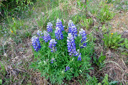 flowers at HEIDEN CANYON