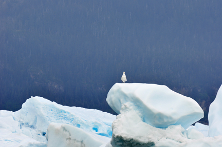 a bird on top of the ice