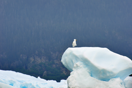 a bird on top of the ice