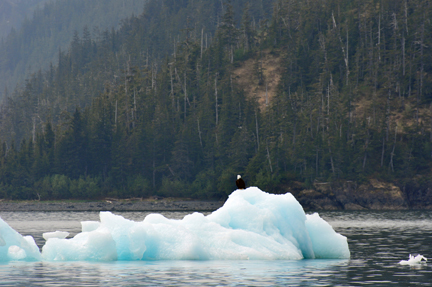 an EAGLE on the ice