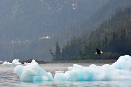 an EAGLE on the ice